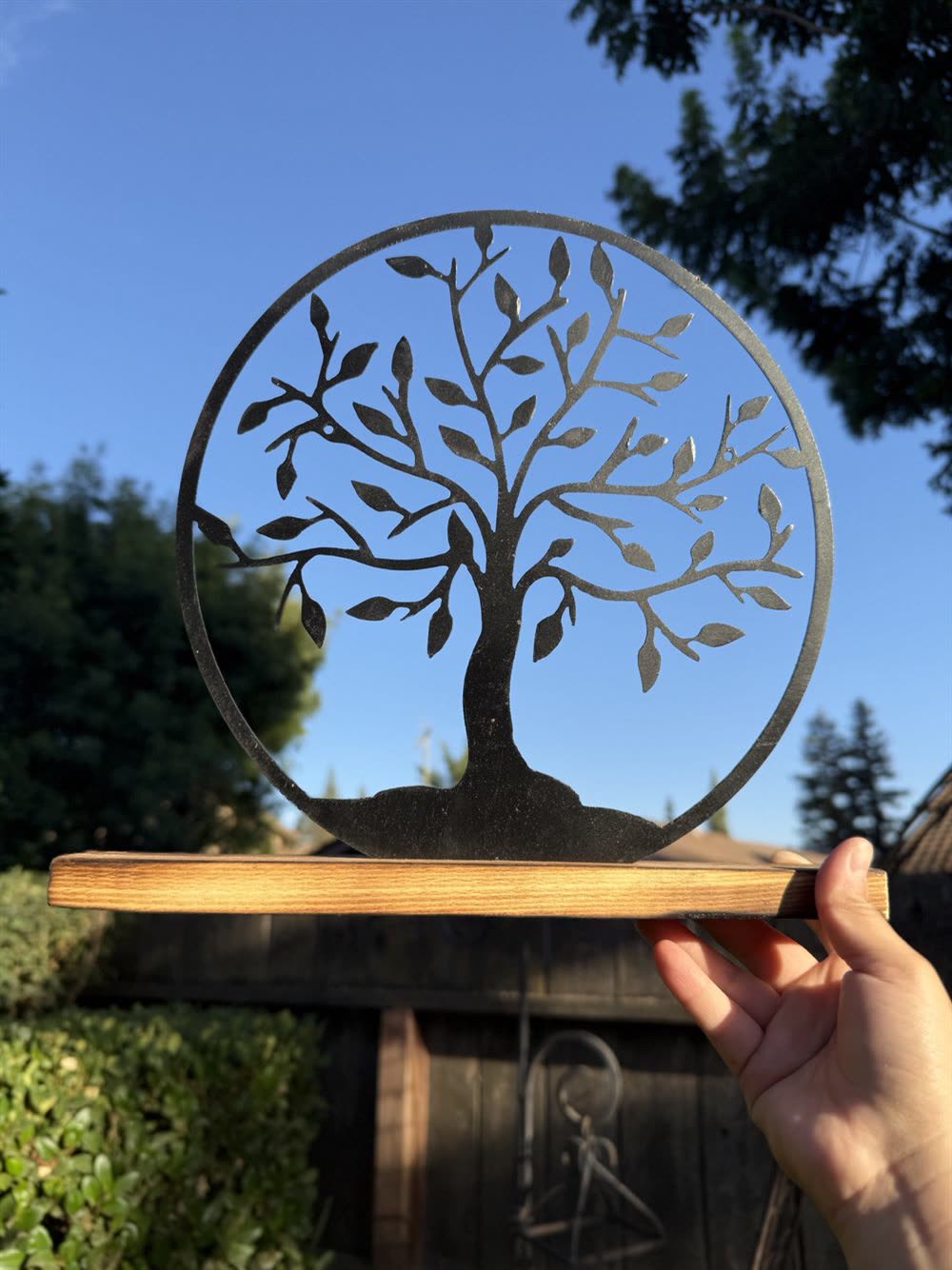 A tree with fine-cut leaves inside a steel ring, on a wood base.